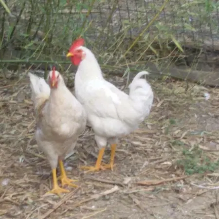 Salino * Maissana